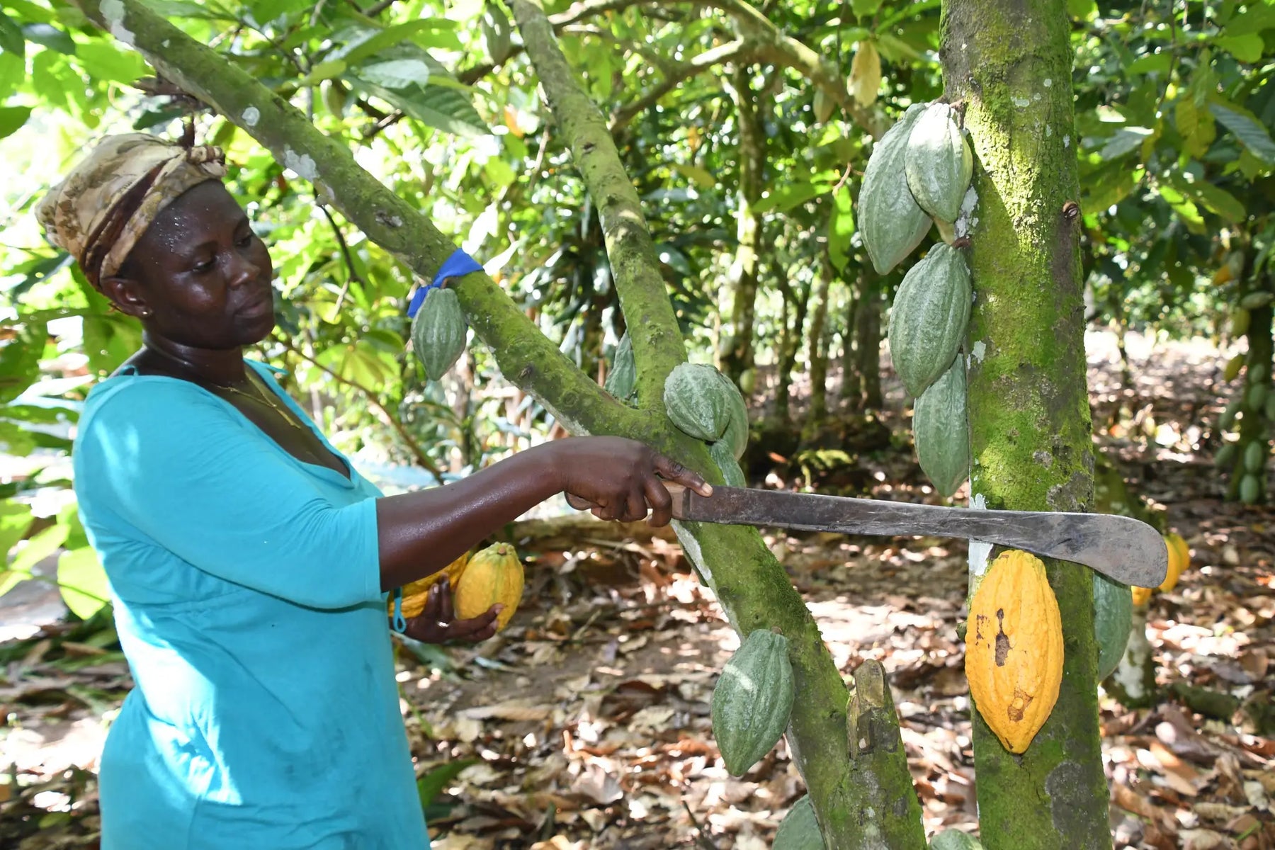 Cocoa production: an overview