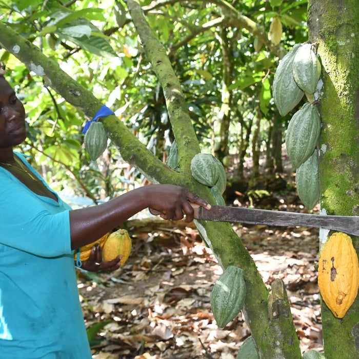 Cocoa production: an overview